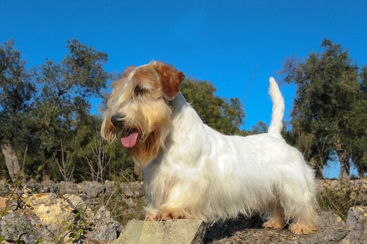 シーリハム・テリア - sealyham-terrier