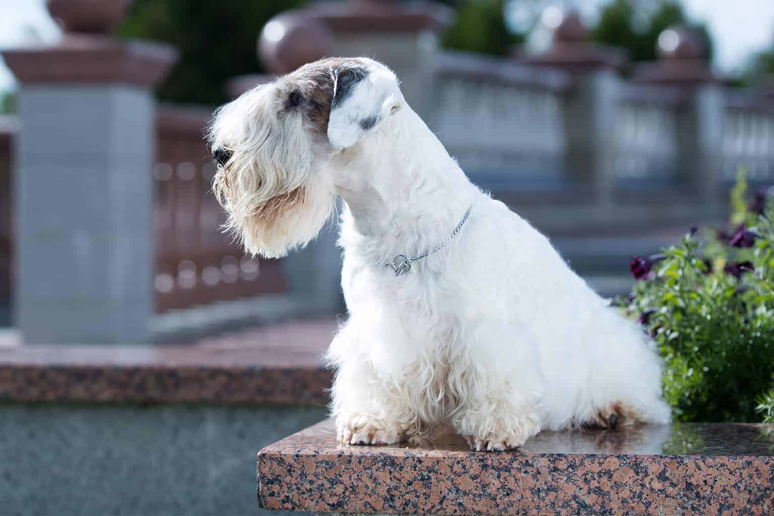 シーリハム・テリア - sealyham-terrier