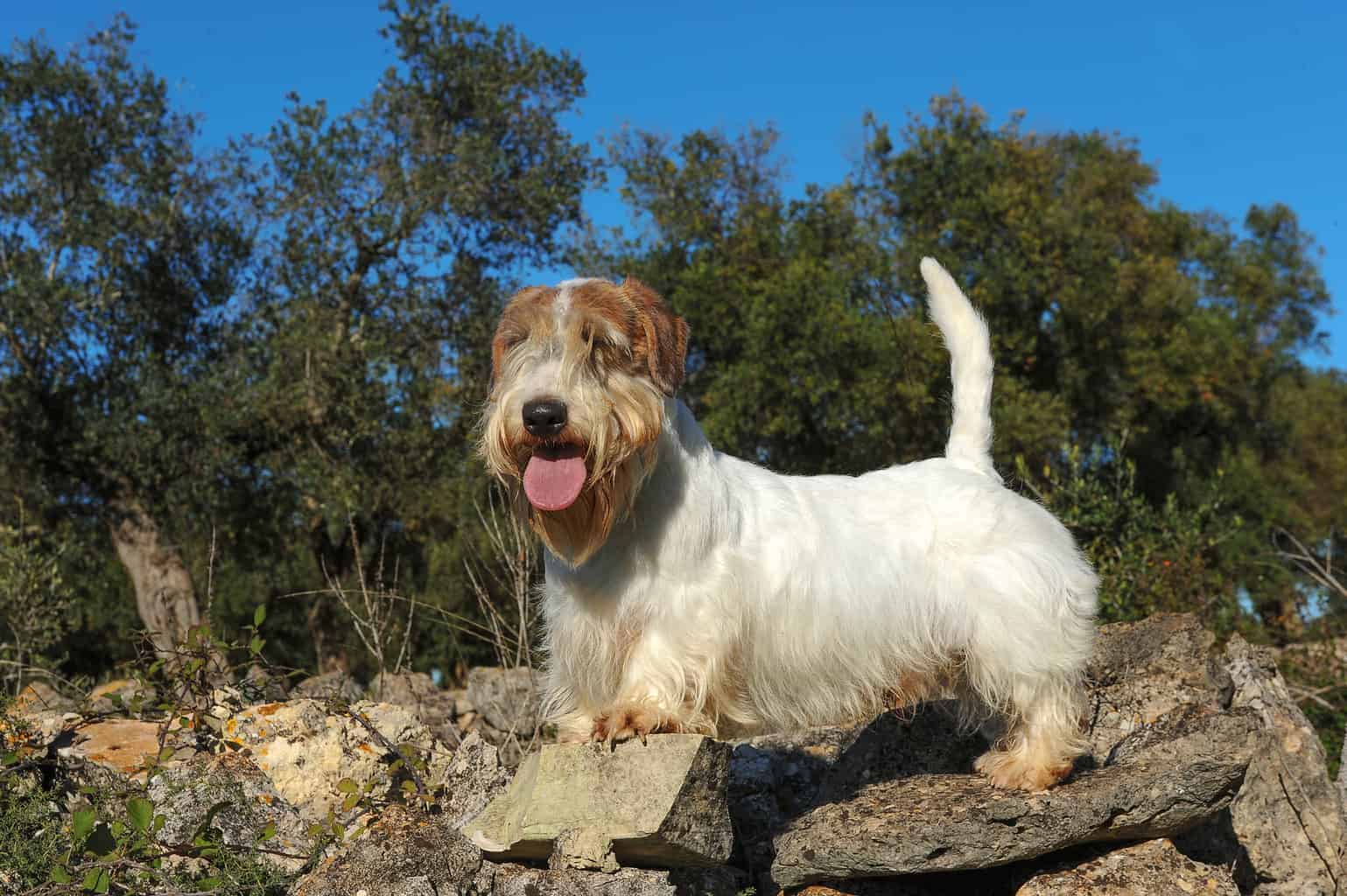 シーリハム・テリア - sealyham-terrier