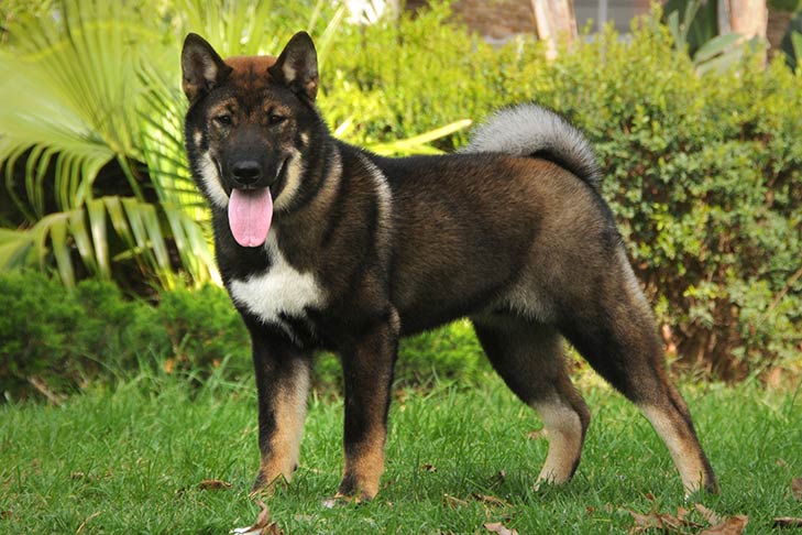 四国犬 - Shikoku