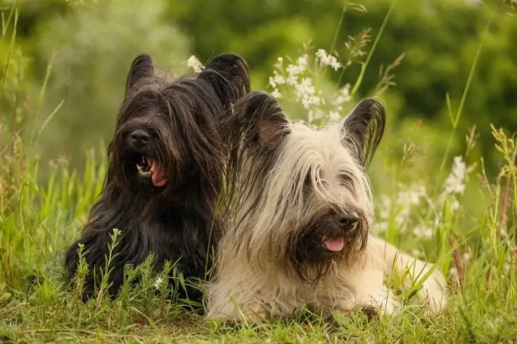 スカイ・テリア - skye-terrier