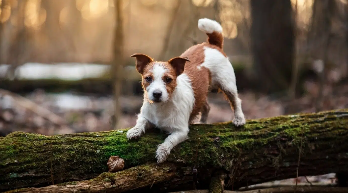 ジャック・ラッセル・テリア - jack-russell-terrier
