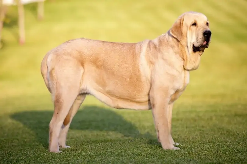 スパニッシュ・マスティフ - spanish-mastiff
