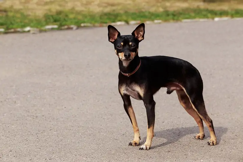 トイ・マンチェスター・テリア - toy-manchester-terrier