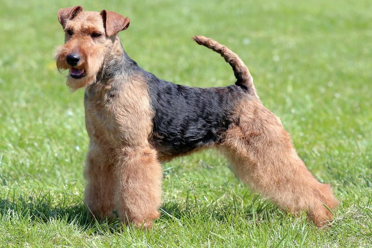 ウェルシュ・テリア - welsh-terrier