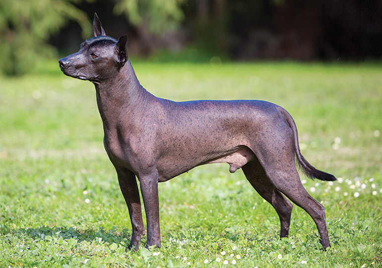 ショロイツクインツレ - Xoloitzcuintle