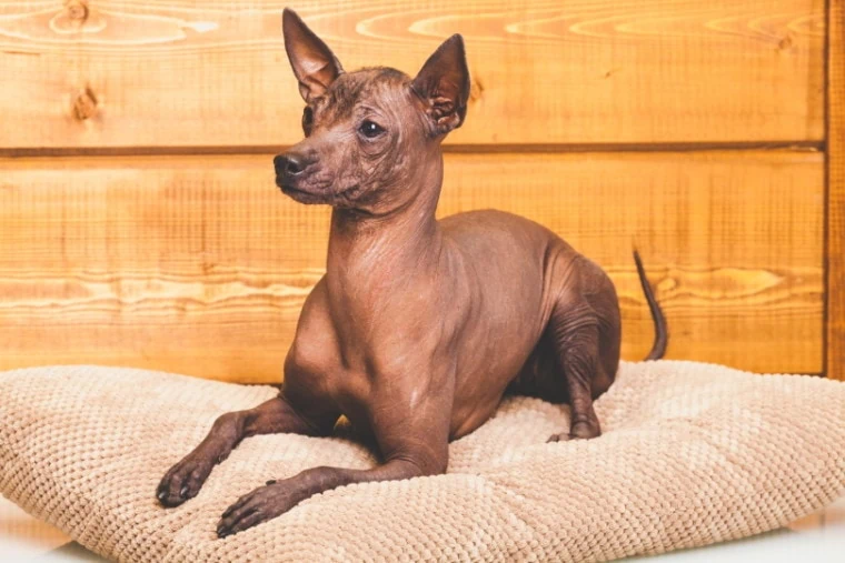 ショロイツクインツレ - Xoloitzcuintle