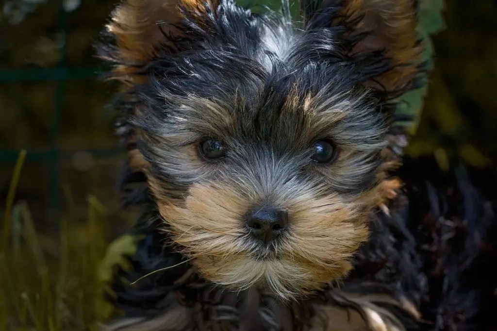 ヨークシャー・テリア - yorkshire-terrier