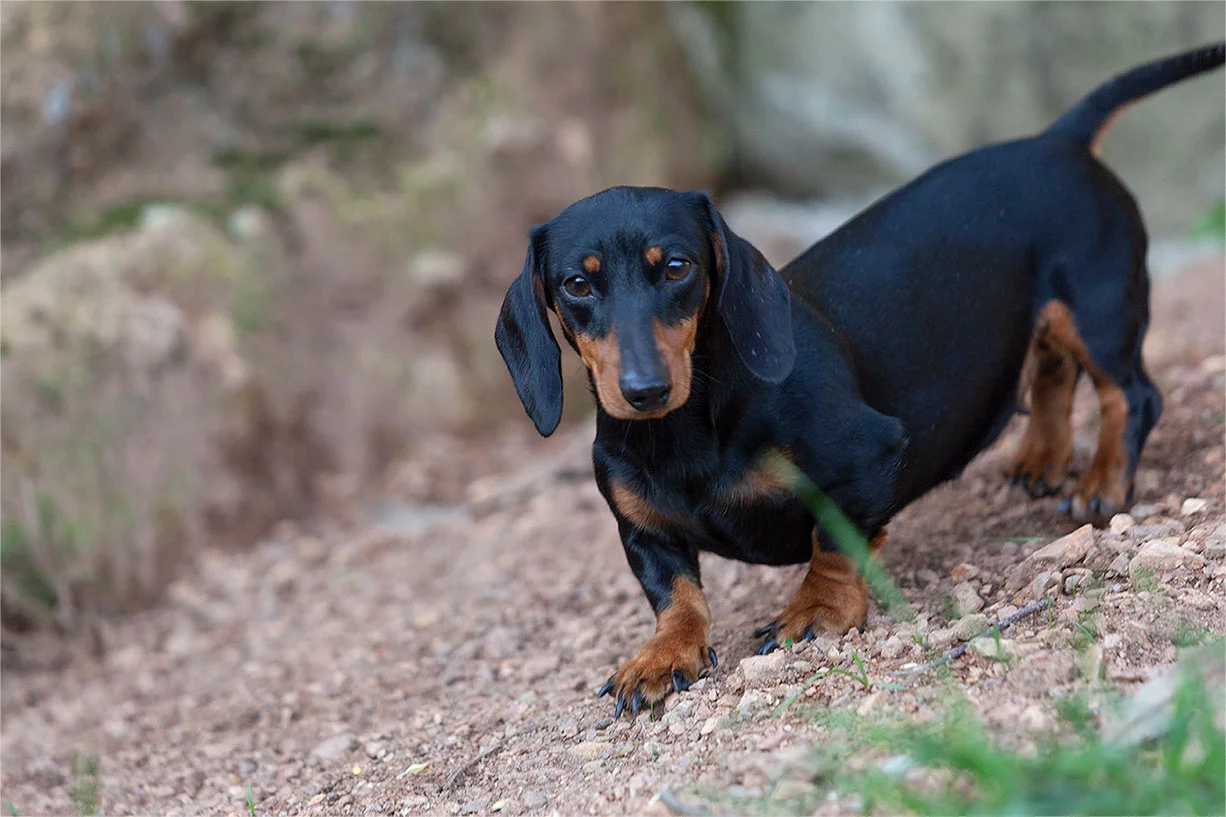 カニンヘンダックスフンド - kaninchen-dachshund