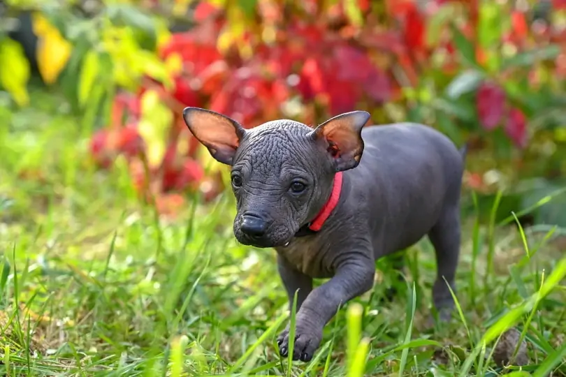 ショロイツクインツレ - Xoloitzcuintle