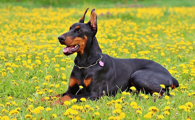 ドーベルマン - dobermann