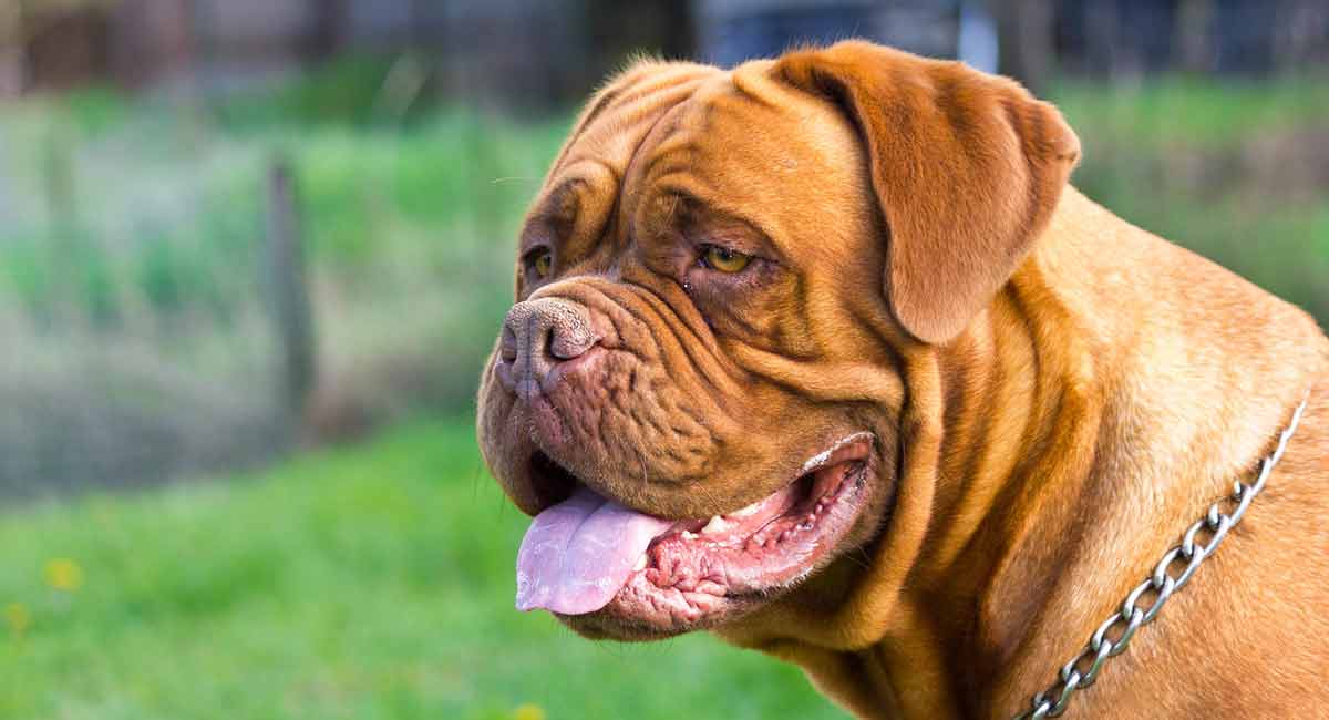 ボルドー・マスティフ - bordeaux-mastiff