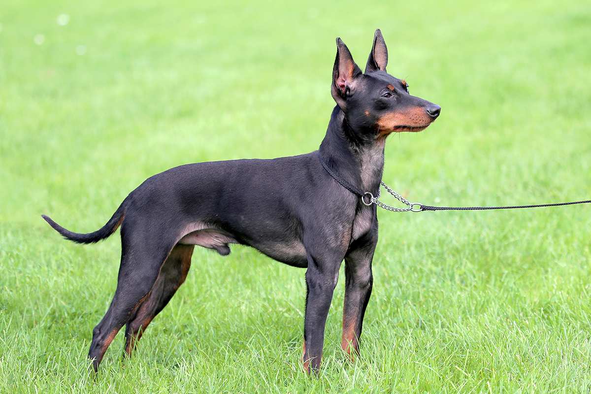 トイ・マンチェスター・テリア - toy-manchester-terrier
