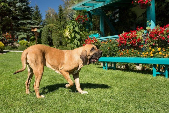ブラジリアン・ガード・ドッグ - brazilian-guard-dog