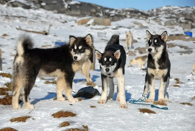 グリーンランド・ドッグ - Greenland-Dog