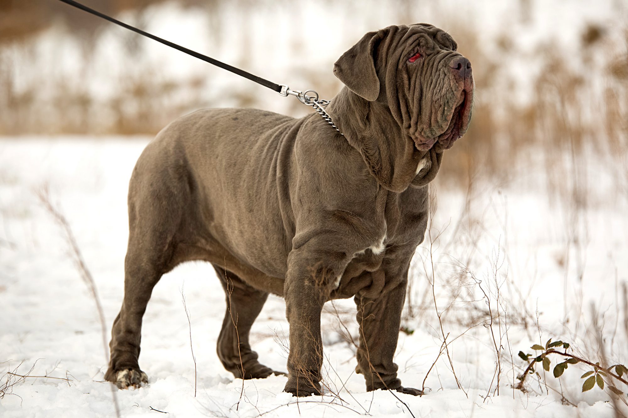 ナポリタン・マスティフ - neapolitan-mastiff