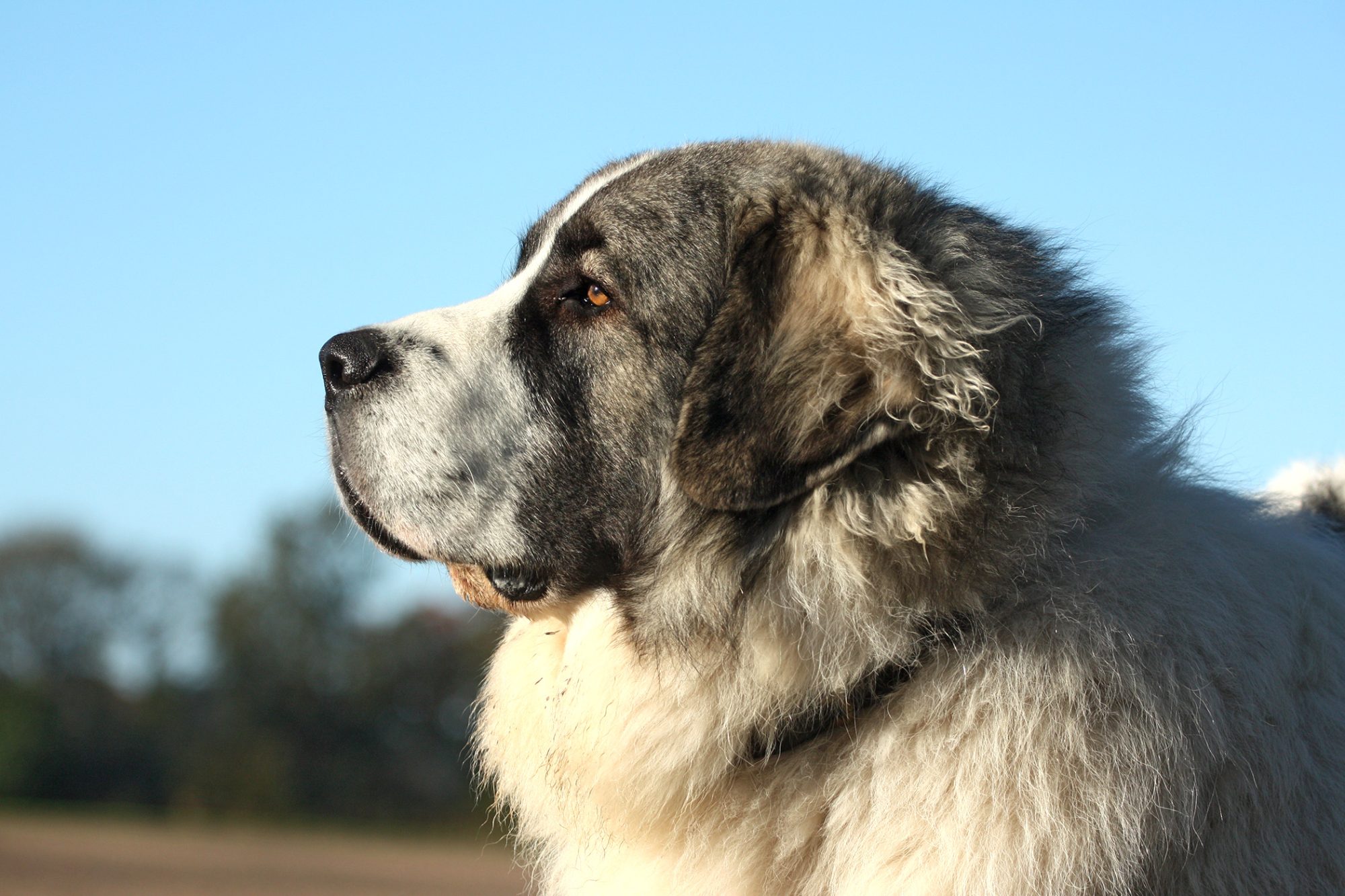 ピレニアン・マスティフ - pyrenean-mastiff