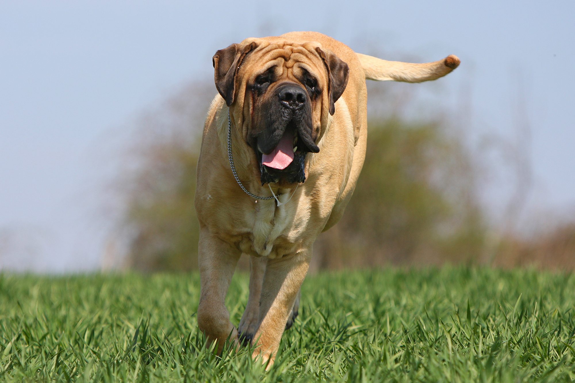 マスティフ - mastiff