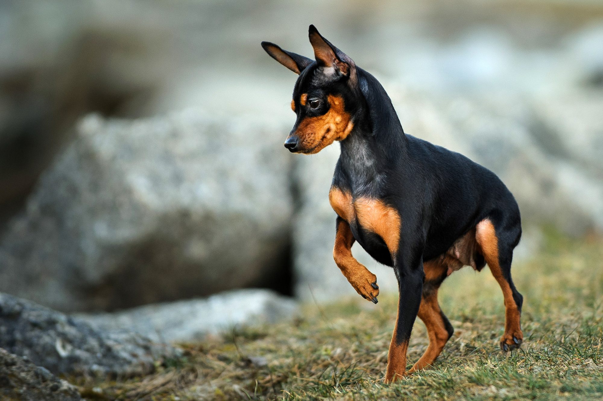 ミニチュア・ピンシャー - miniature-pinscher