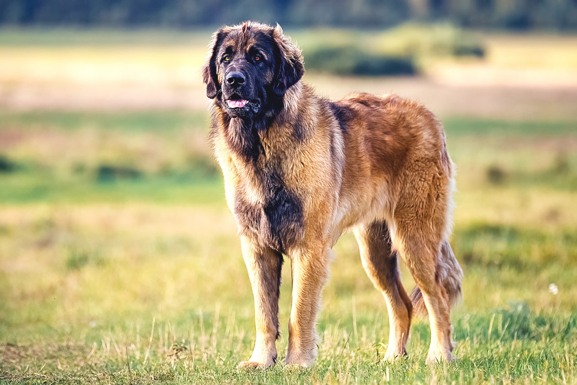 レオンベルガー - leonberger