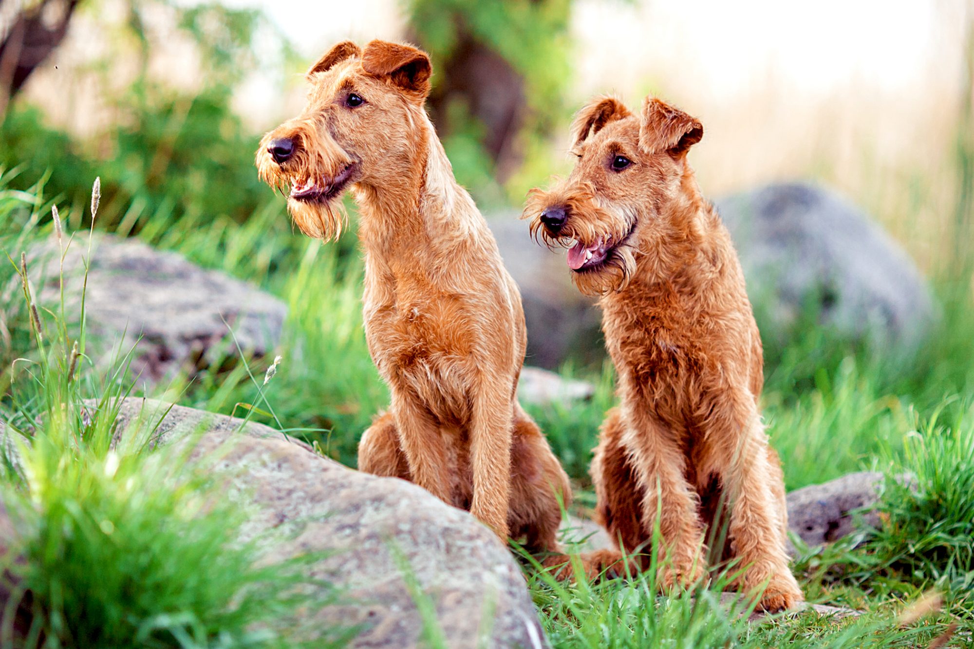 アイリッシュ・テリア - irish-terrier