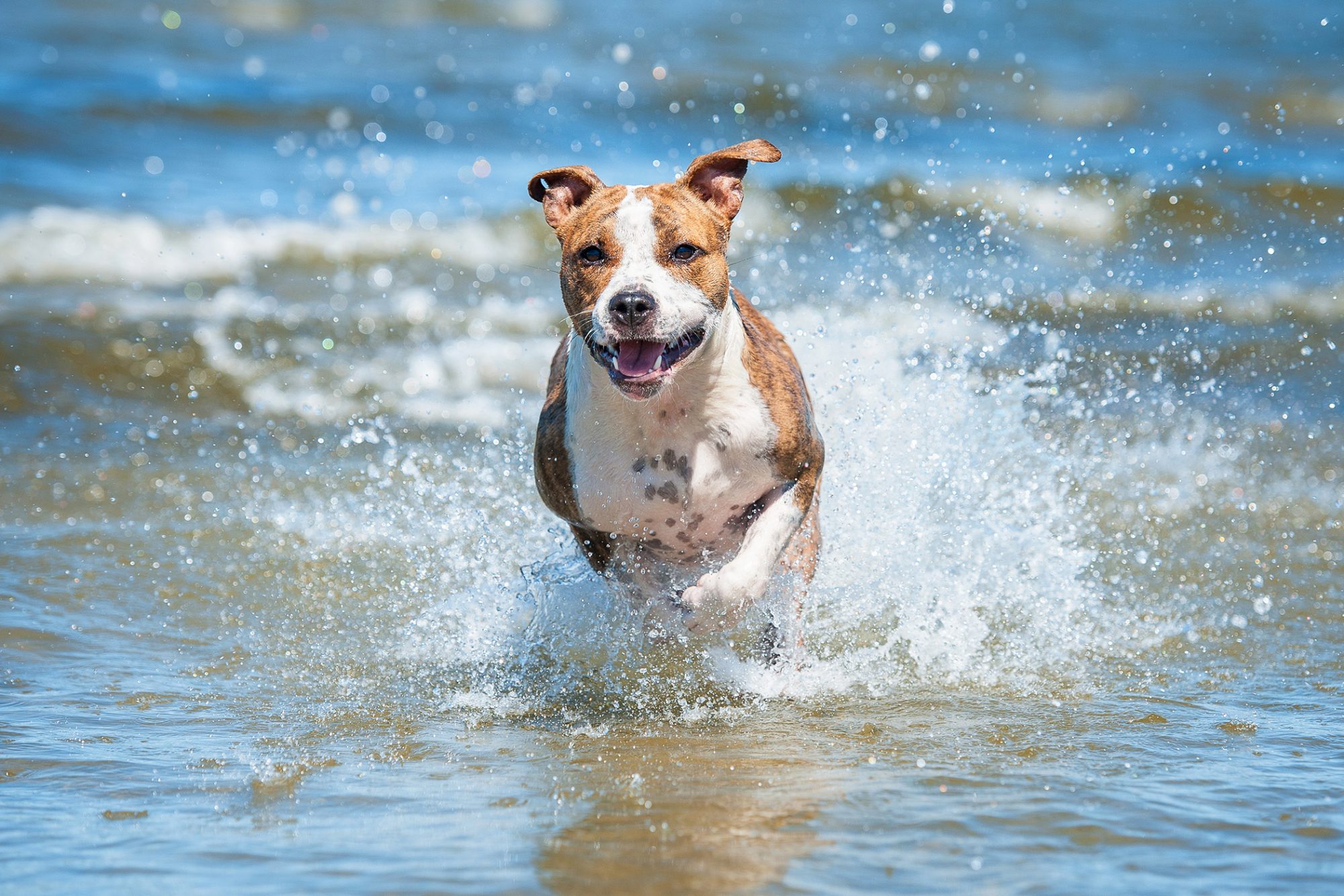 アメリカン・スタッフォードシャー・テリア - american-staffordshire-terrier