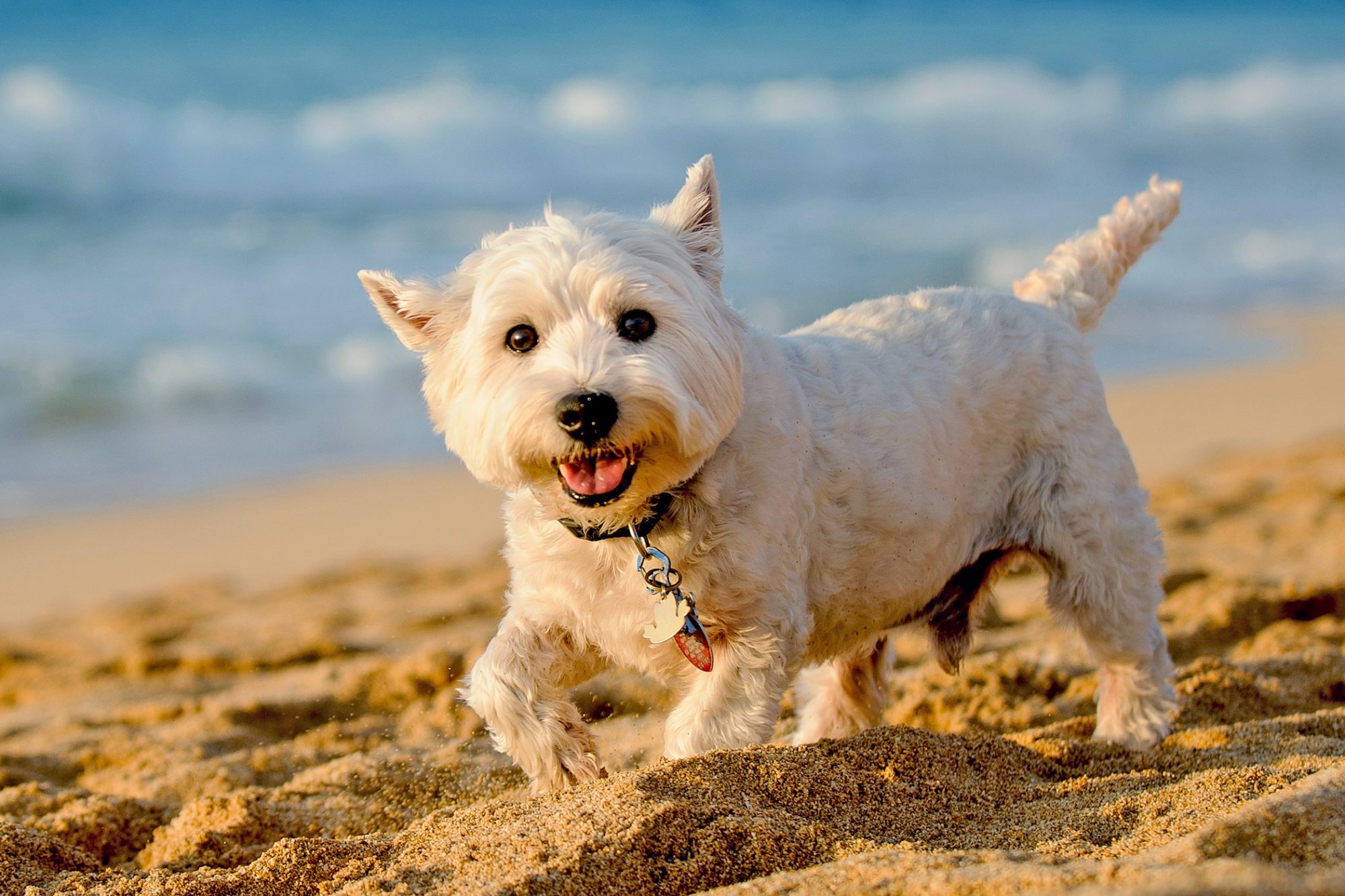 ウエスト・ハイランド・ホワイト・テリア - west-highland-white-terrier