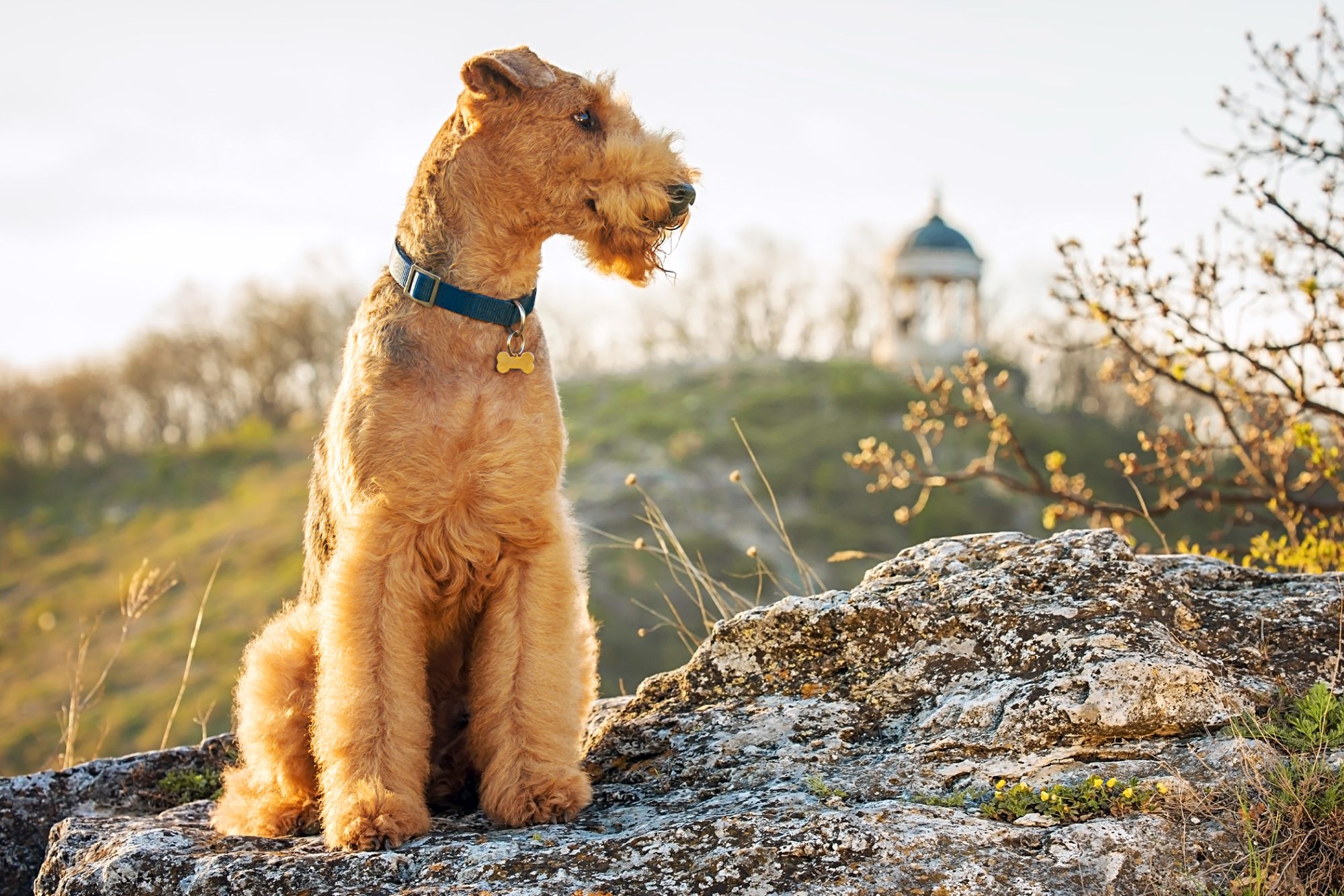 エアデール・テリア - airedale-terrier