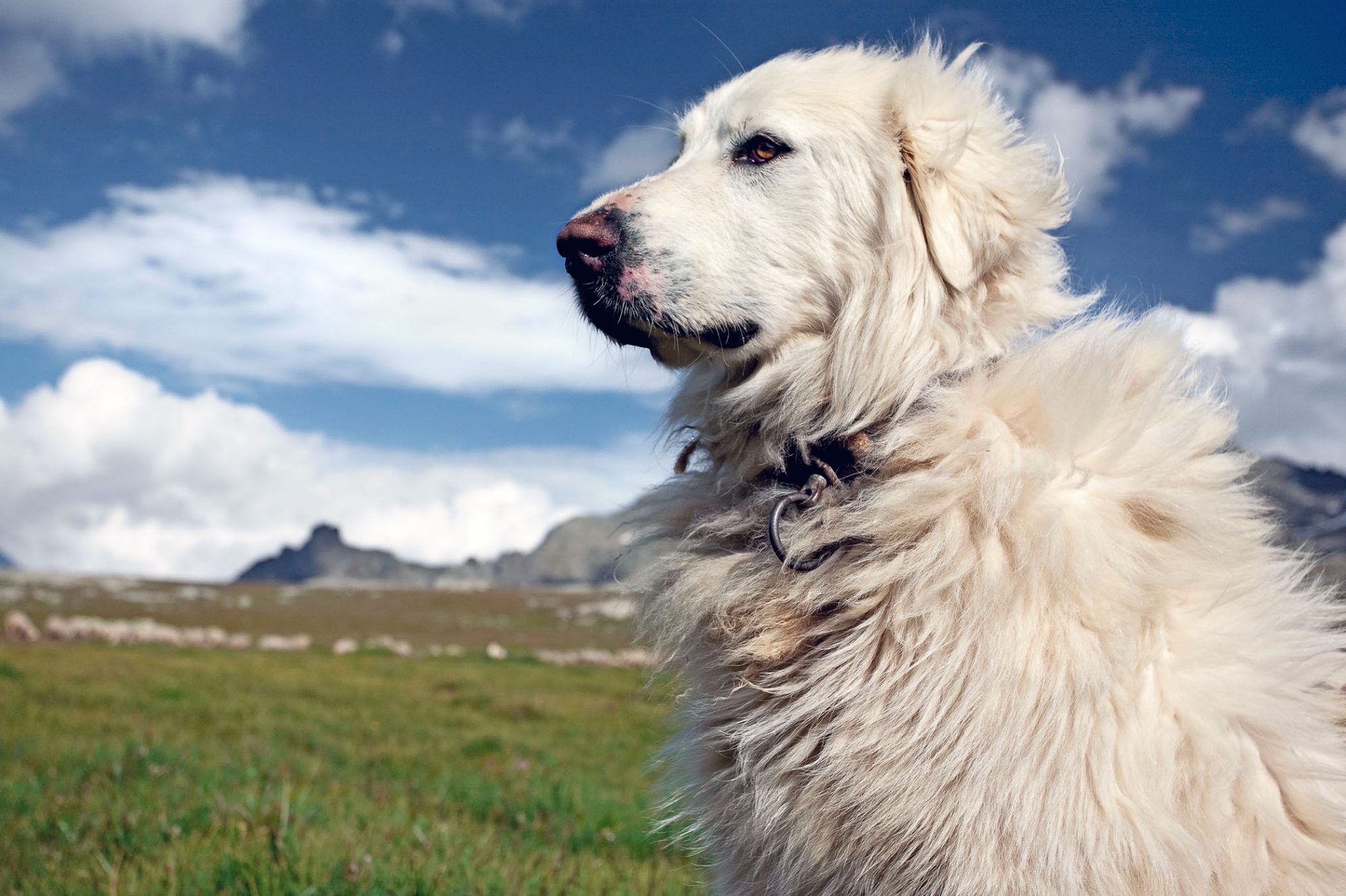 グレート・ピレニーズ - great-pyrenees