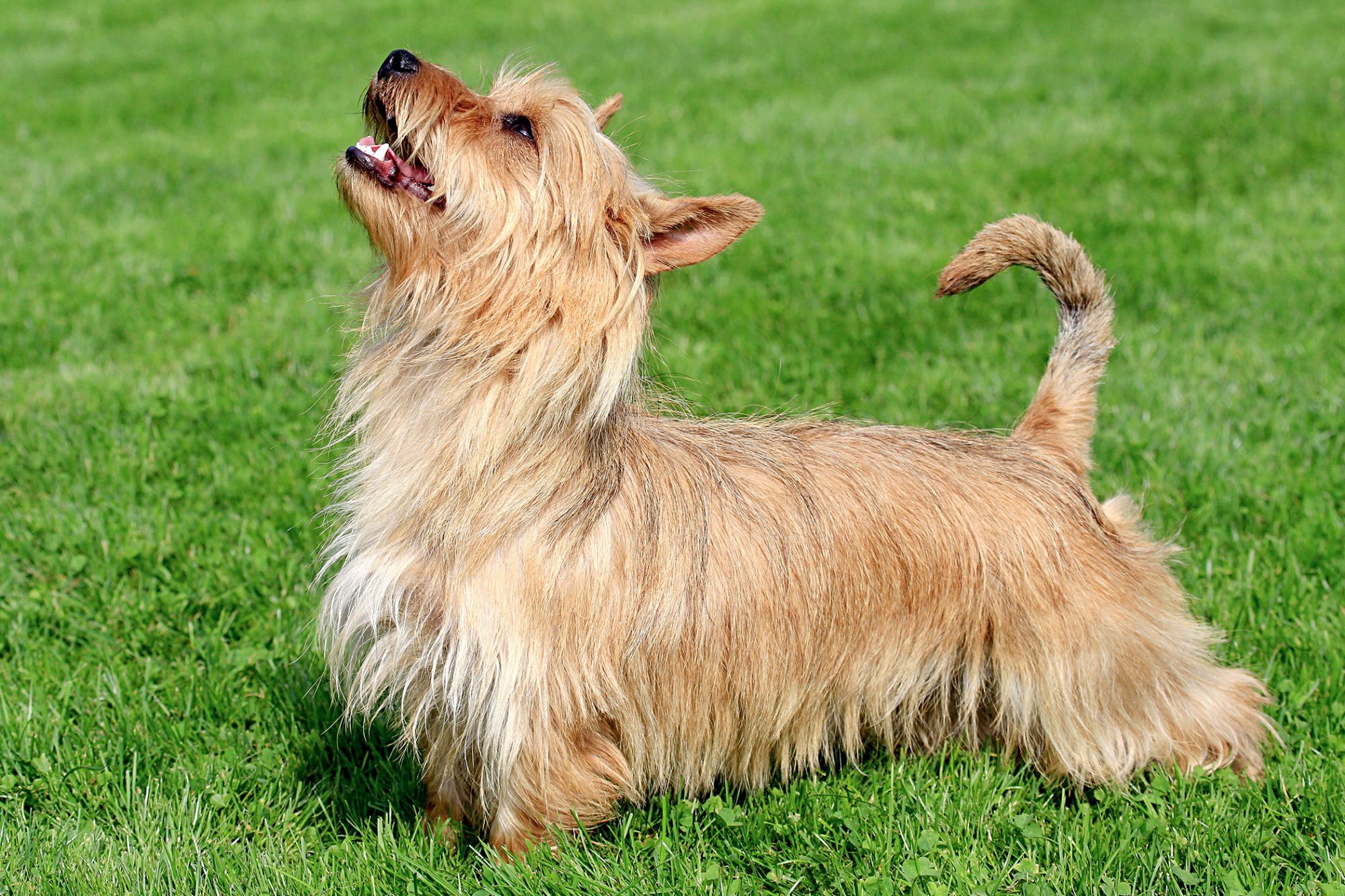 オーストラリアン・テリア - australian-terrier