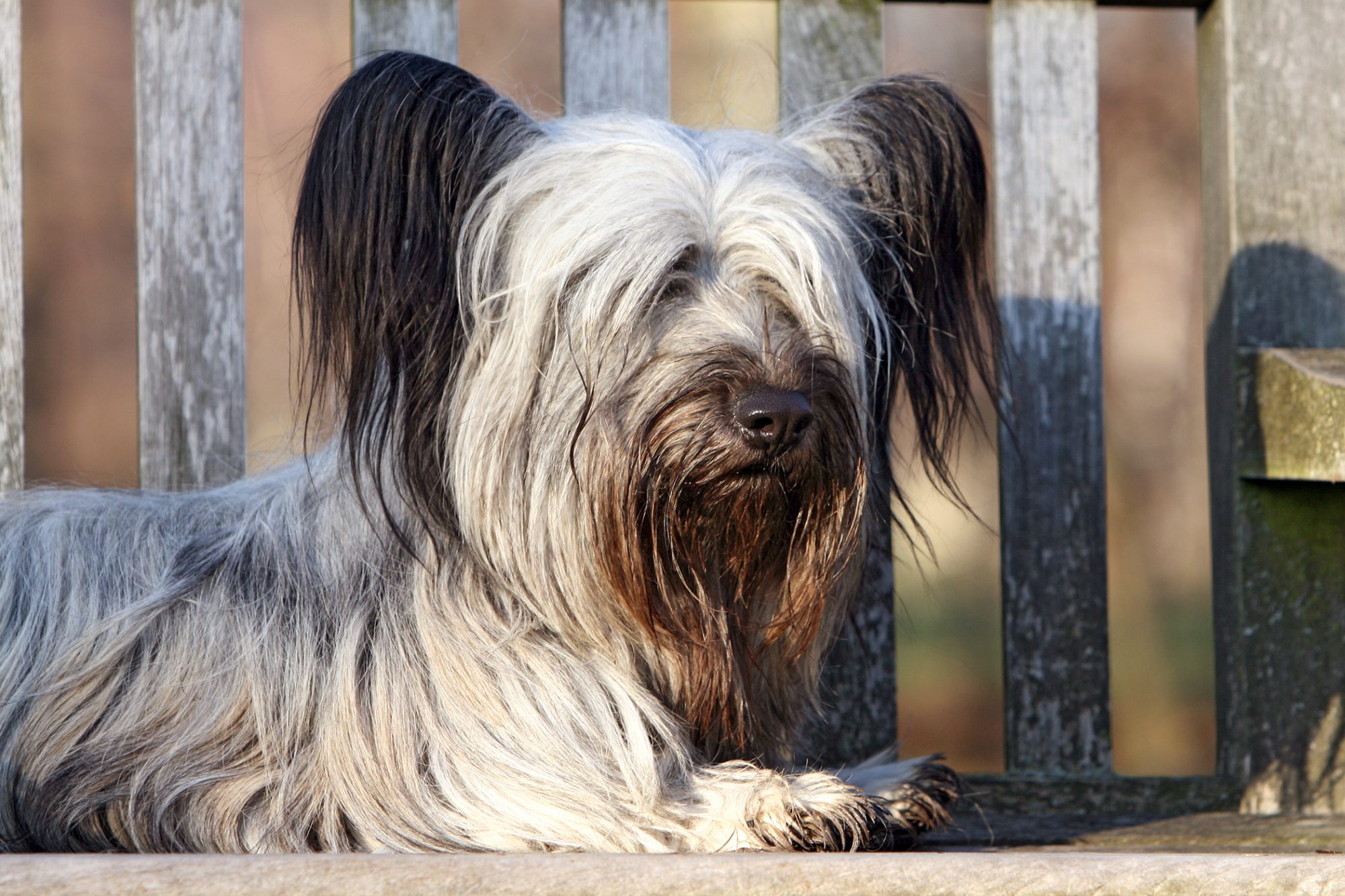 スカイ・テリア - skye-terrier