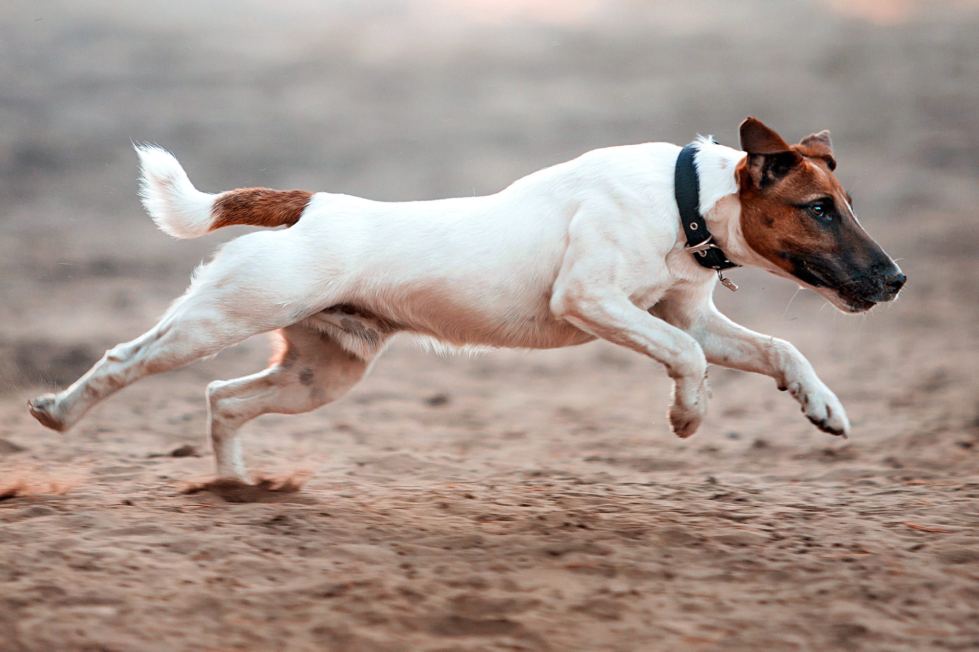 スムース・フォックス・テリア - smooth-fox-terrier