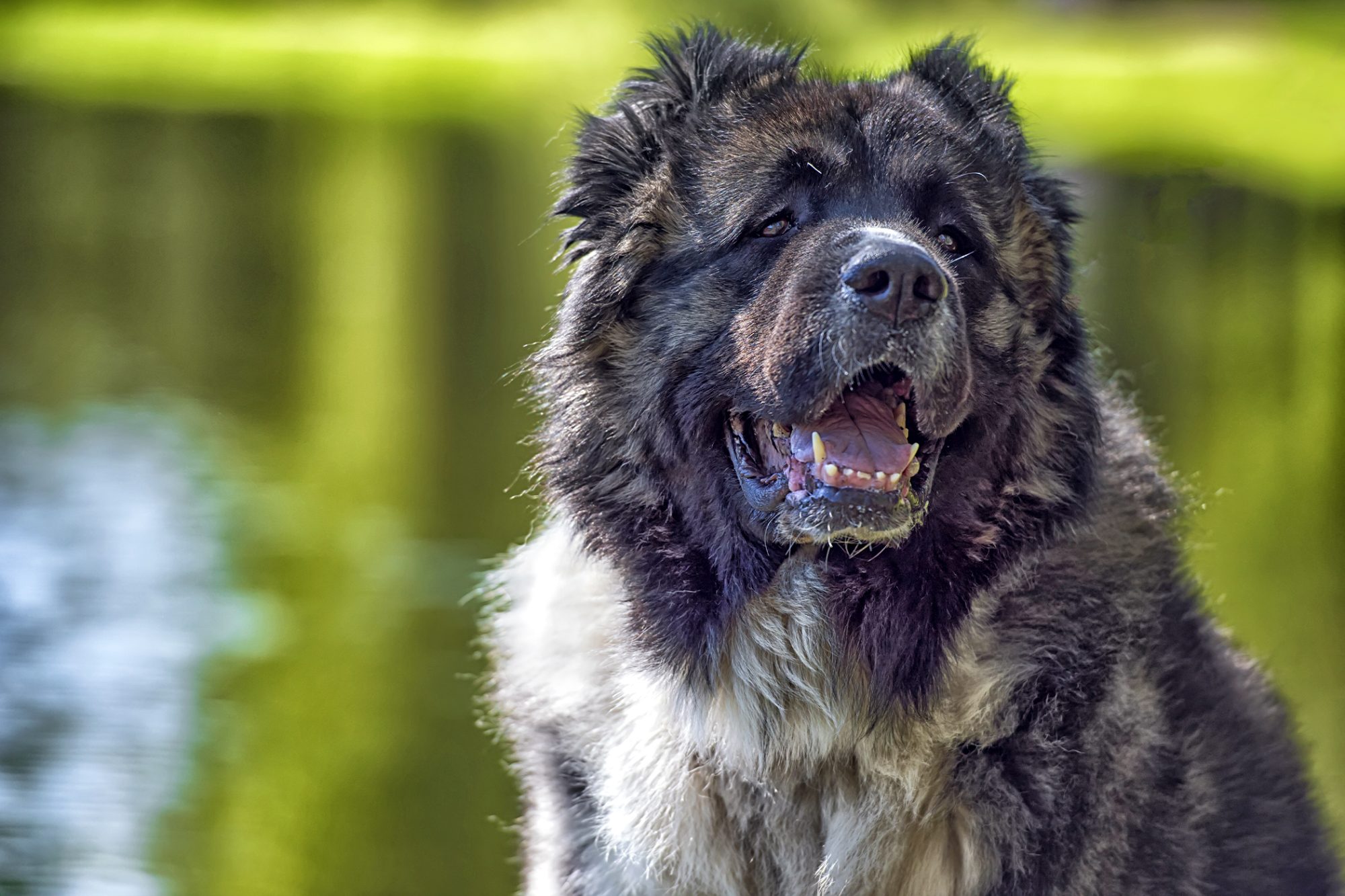 コーカシアン・シェパード - caucasian-shepherd