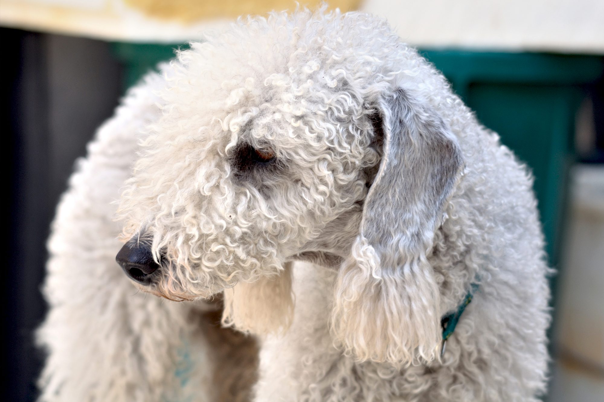 ベドリントン・テリア - bedlington-terrier