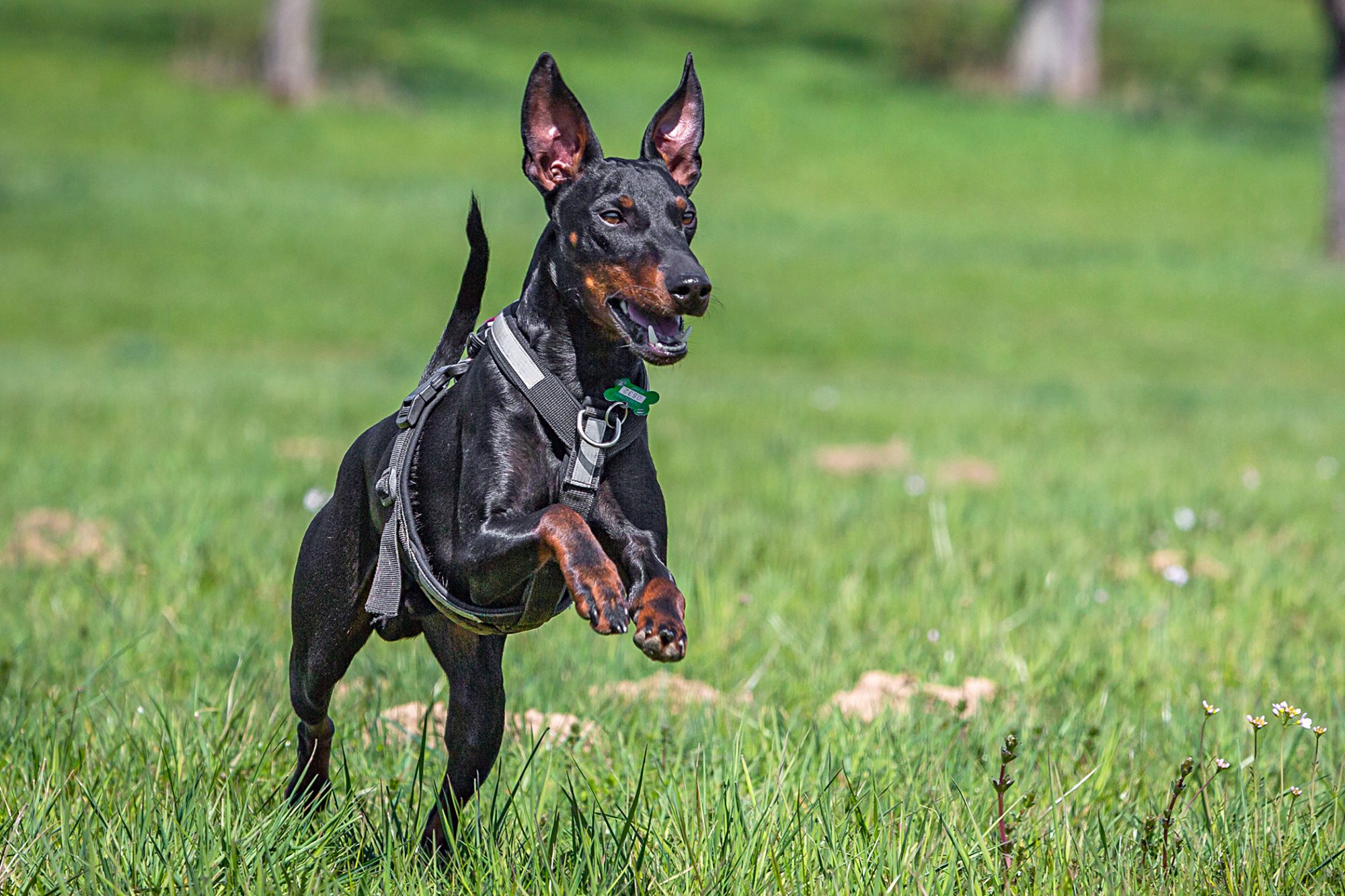 マンチェスター・テリア - manchester-terrier