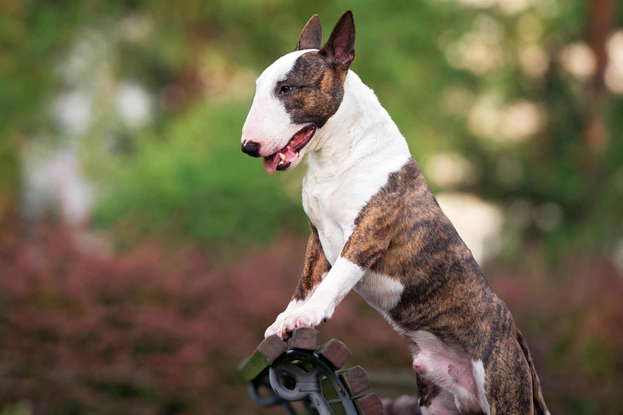 ミニチュア・ブル・テリア - miniature-bull-terrier