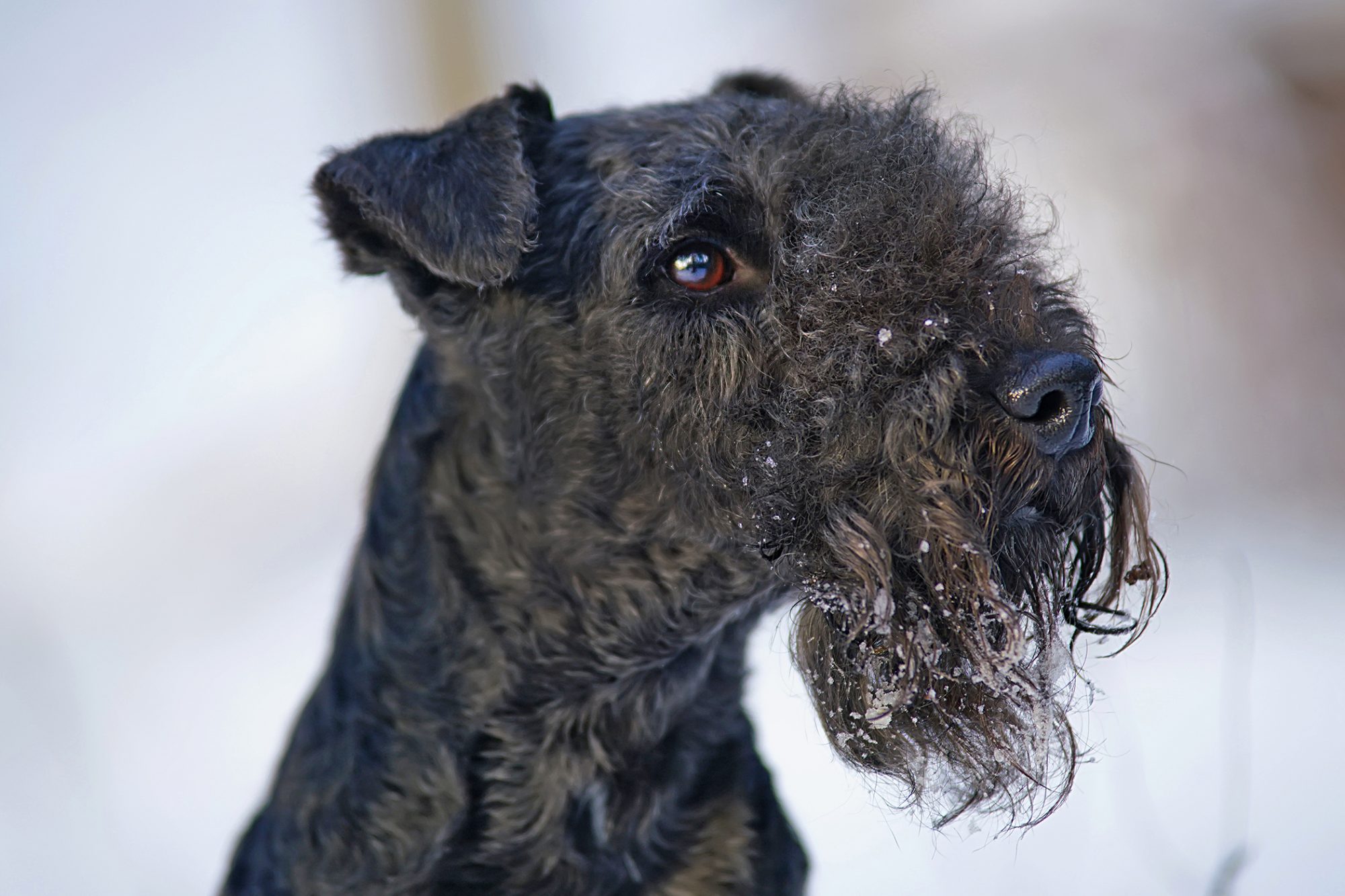 レークランド・テリア - lakeland-terrier