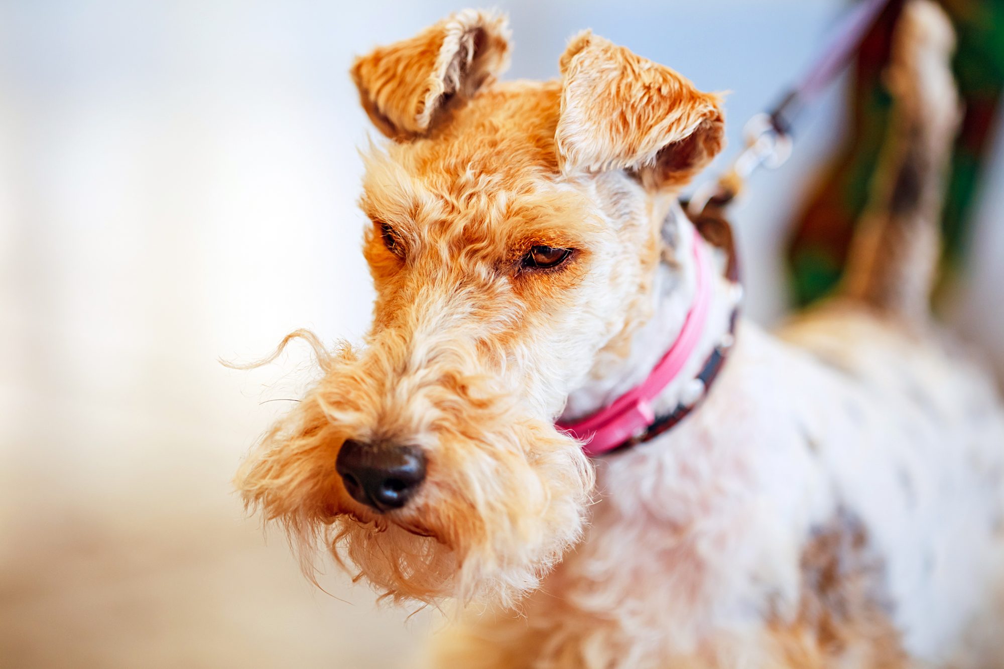 ワイアー・フォックス・テリア - wire-fox-terrier