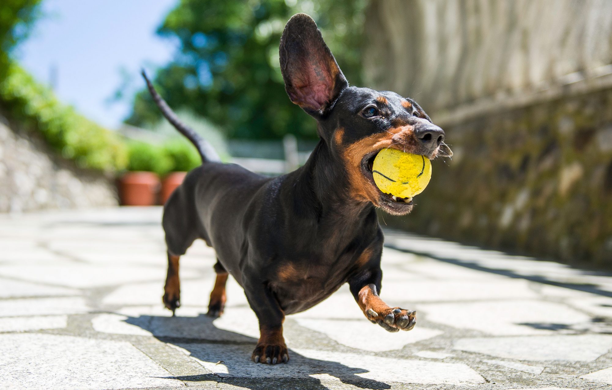 スタンダードダックスフンド - standard-dachshund