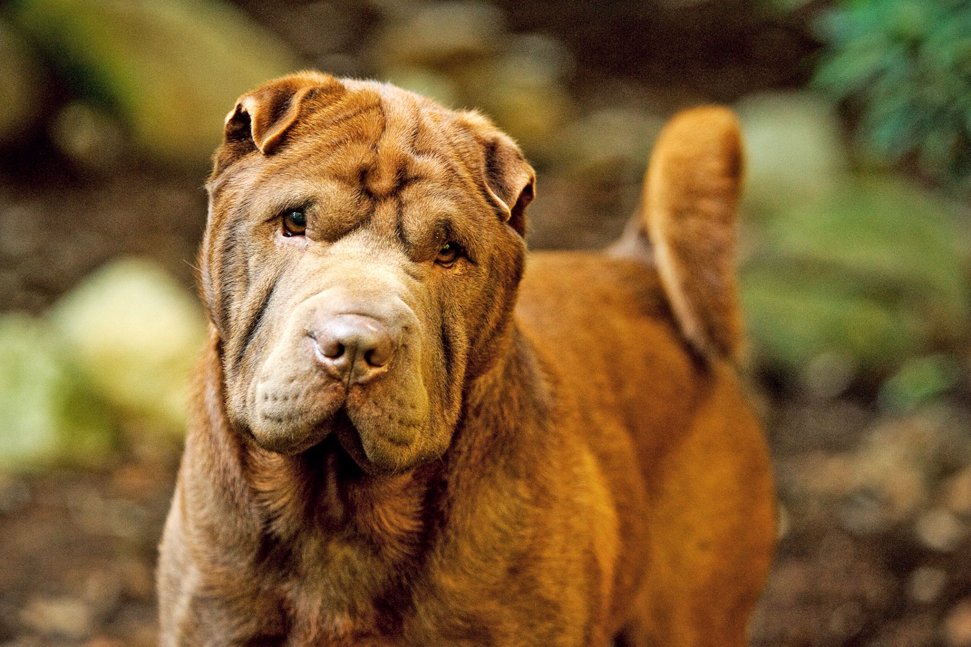 シャー・ペイ - shar-pei