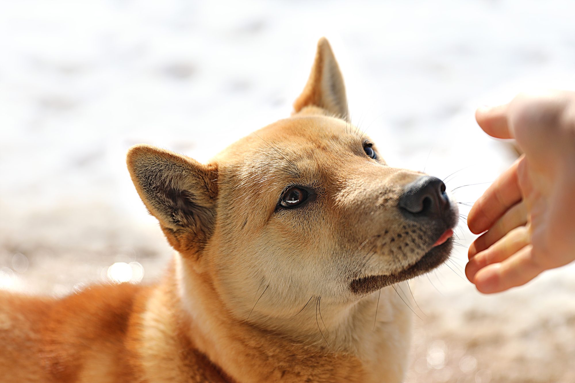 コリア・ジンドー・ドッグ - Korea-jindo-Dog