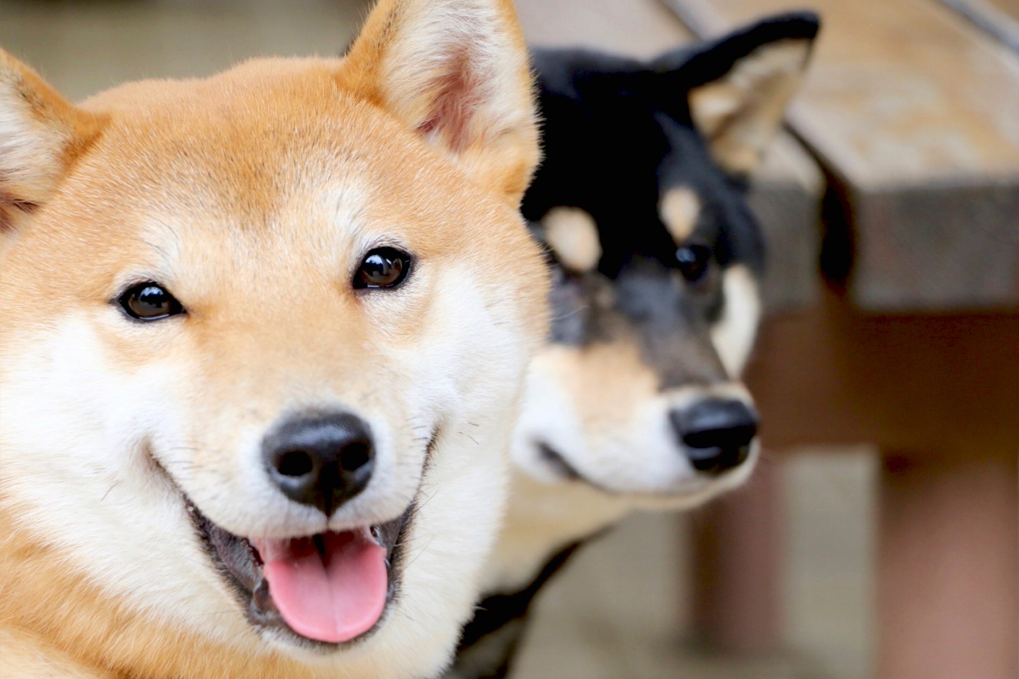 柴犬 - Shiba