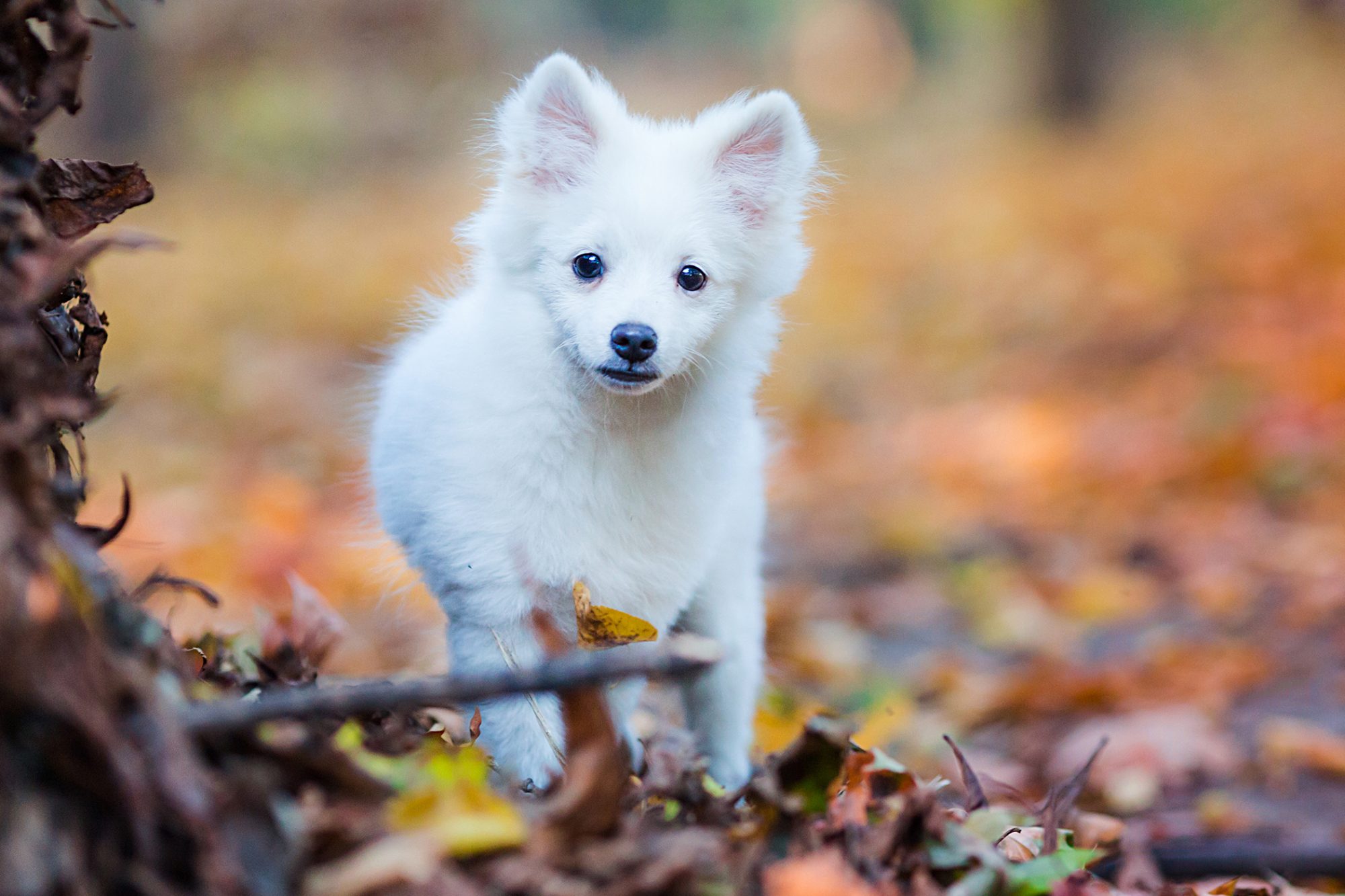 日本スピッツ - Japanese-Spitz