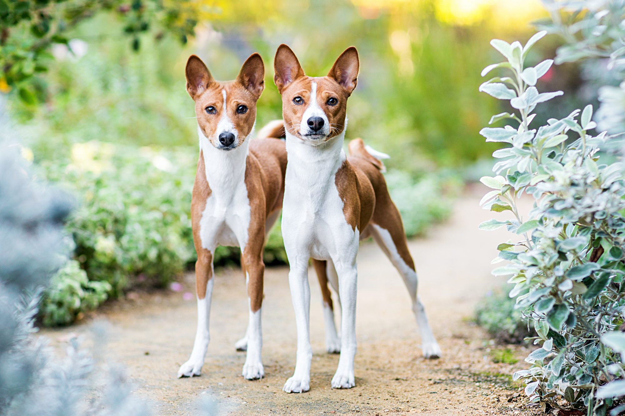 バセンジー - Basenji