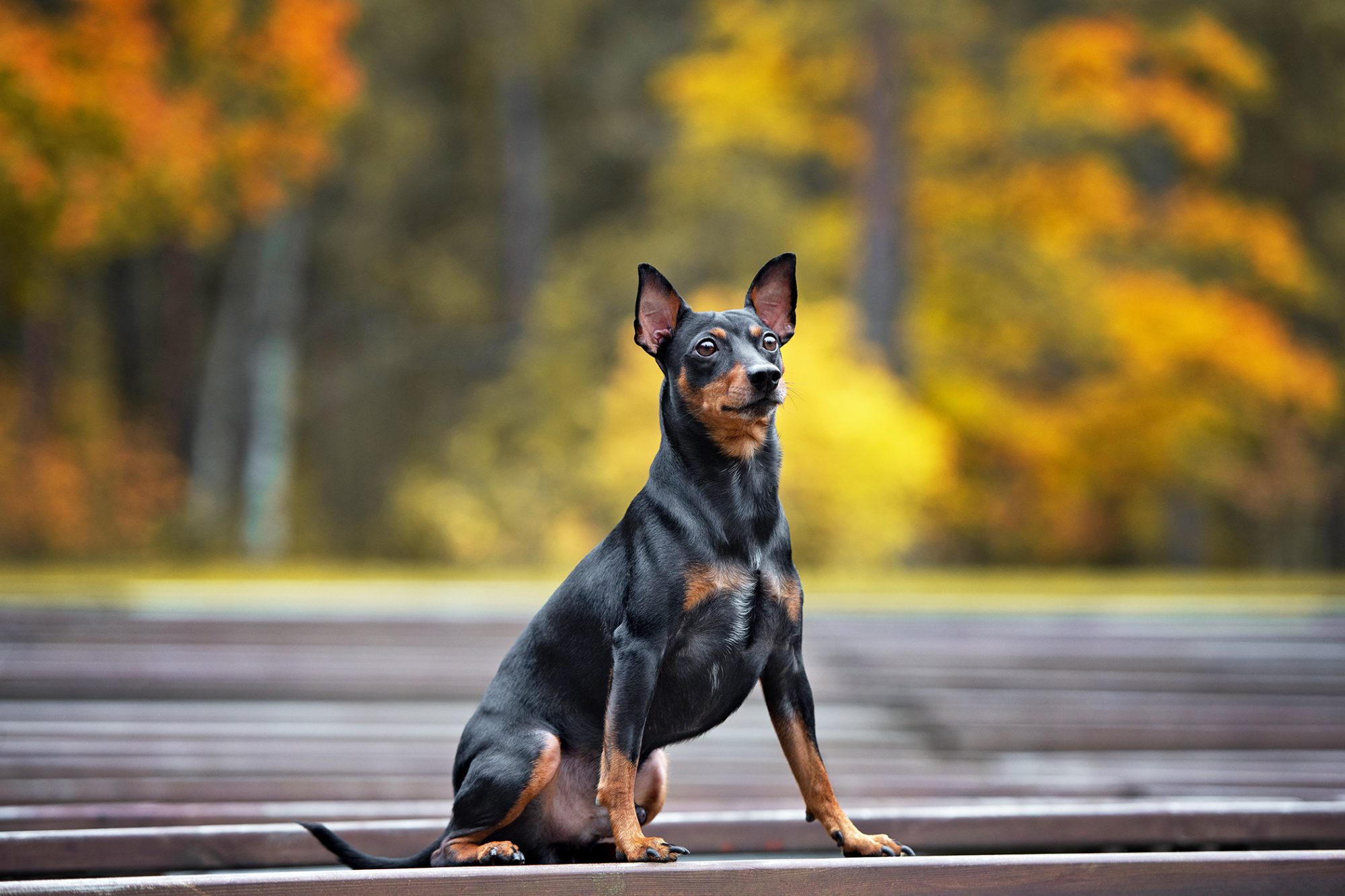 ジャーマン・ピンシャー - german-pinscher