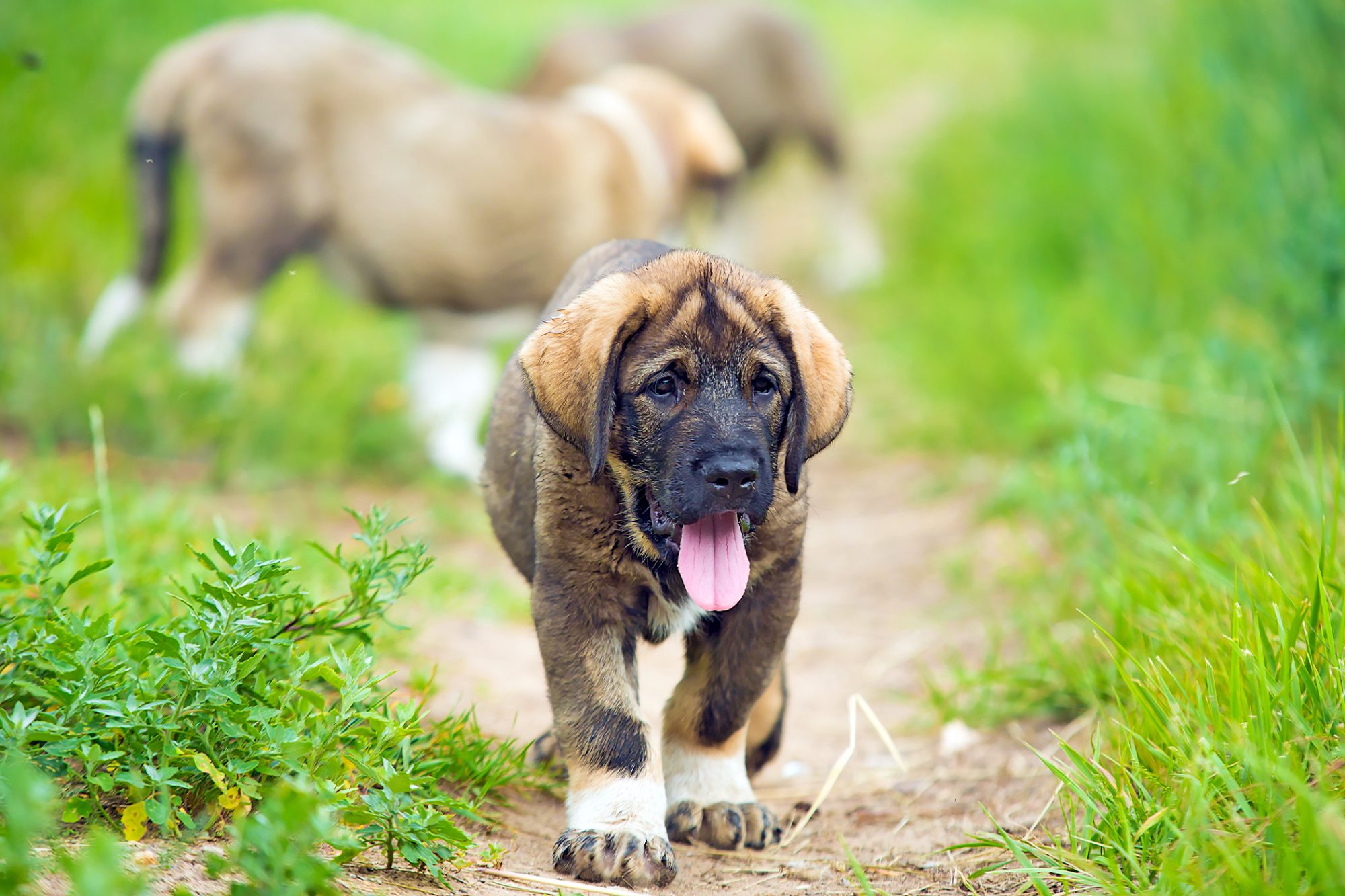 スパニッシュ・マスティフ - spanish-mastiff