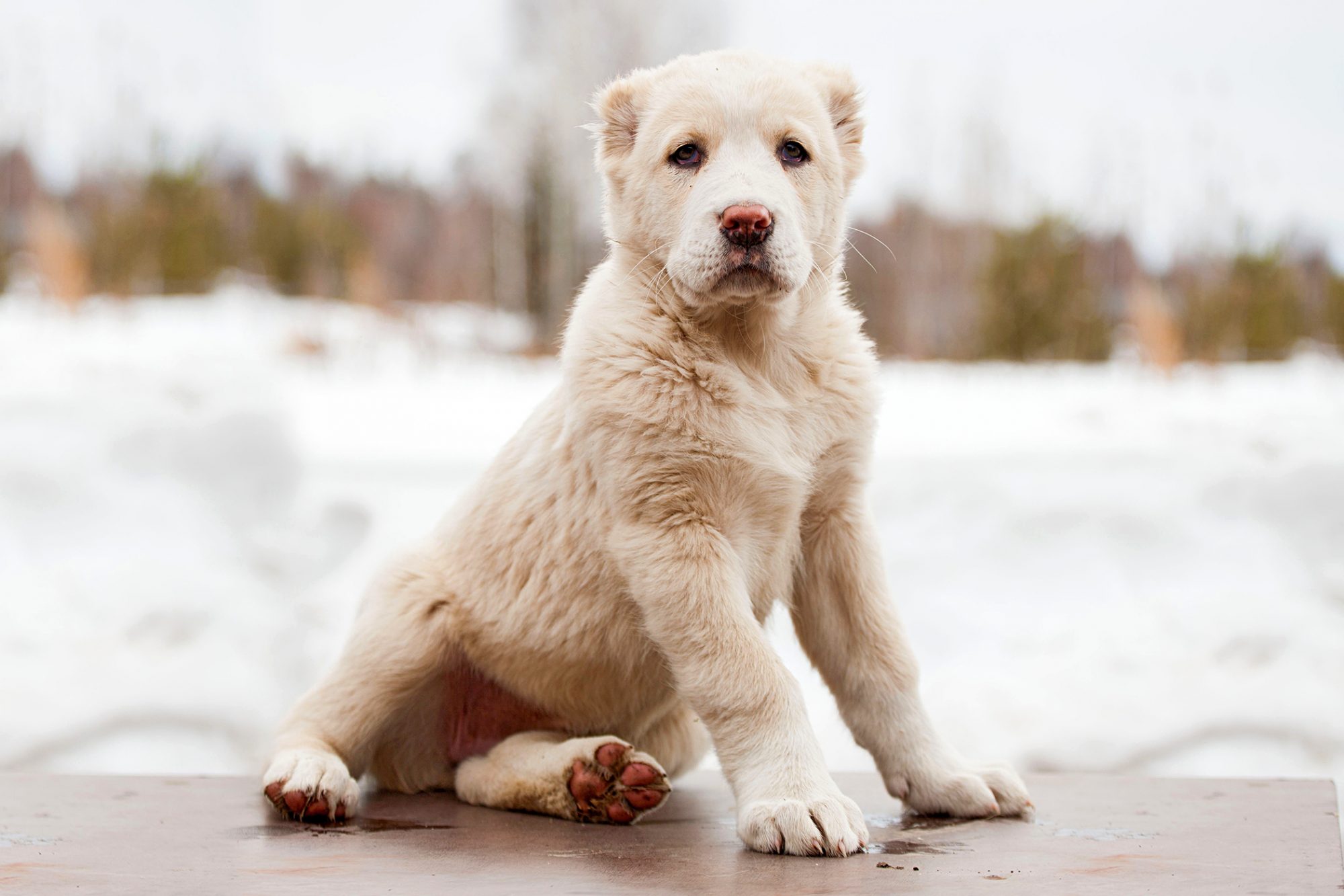 セントラル・アジア・シェパード・ドッグ - central-asia-shepherd-dog