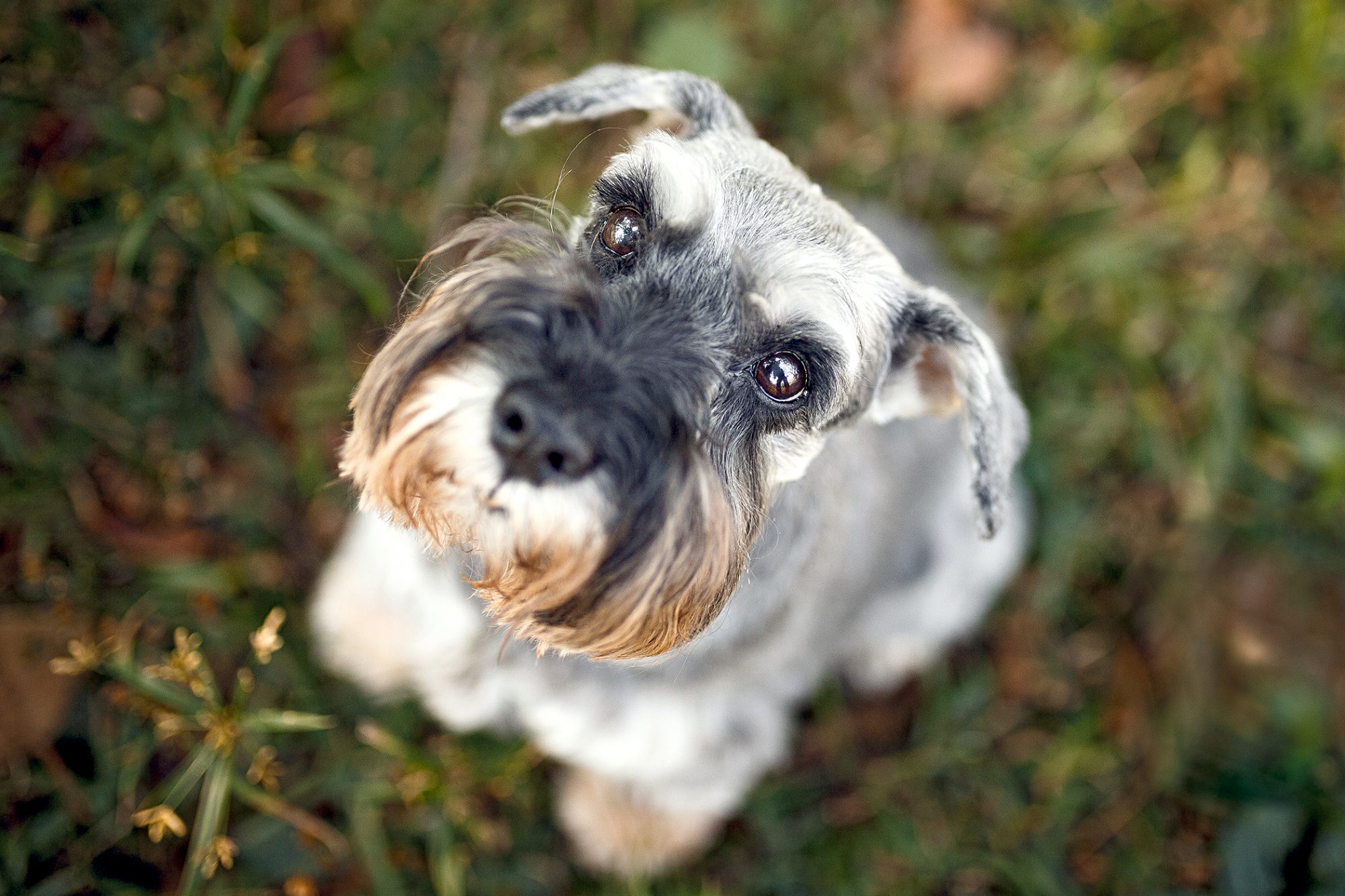 スタンダード・シュナウザー - standard-schnauzer