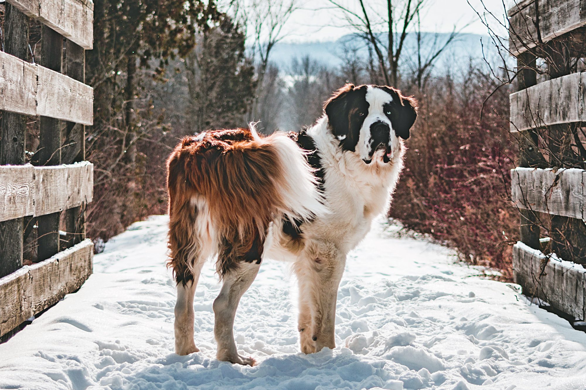 セント・バーナード - st-bernard