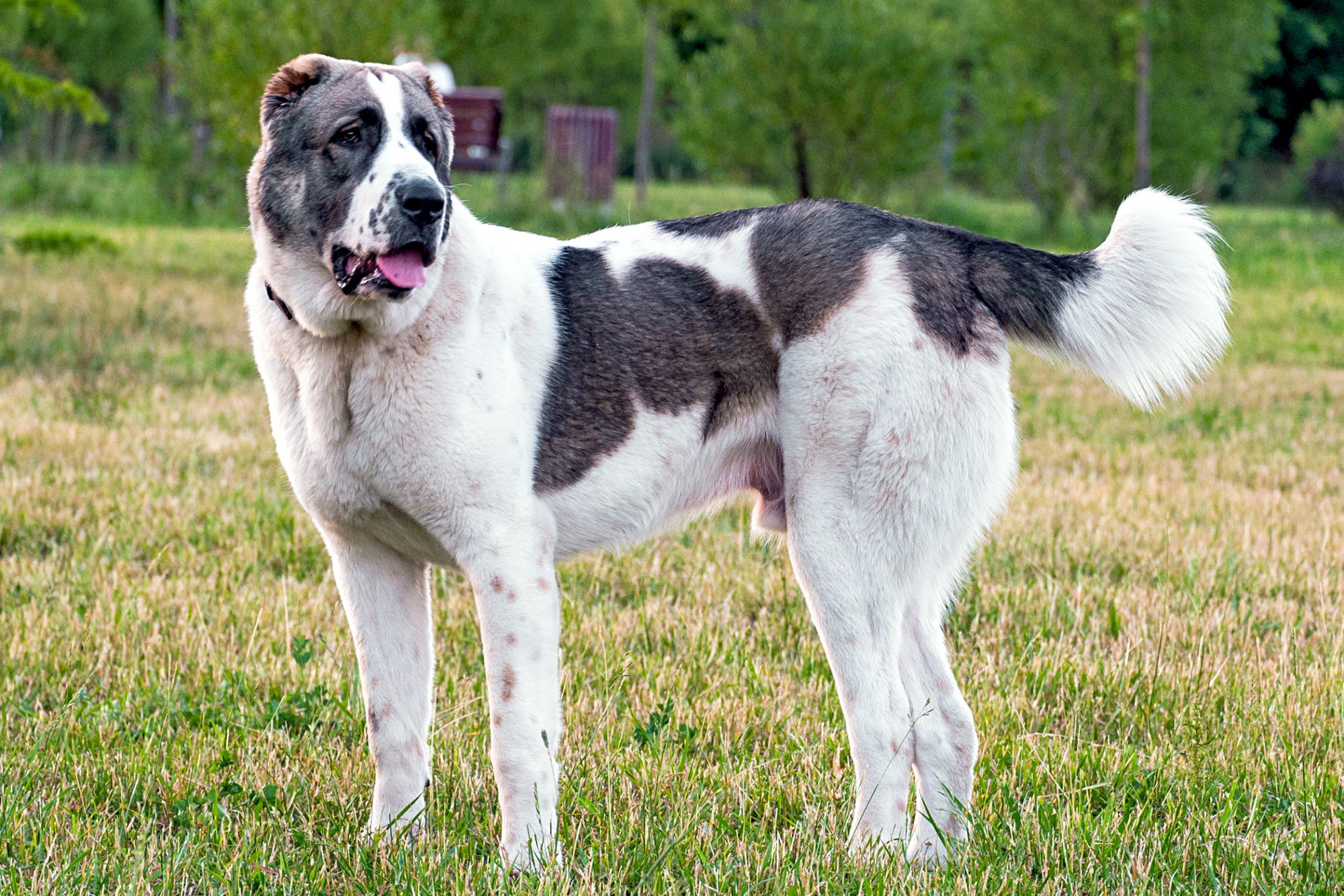 セントラル・アジア・シェパード・ドッグ - central-asia-shepherd-dog